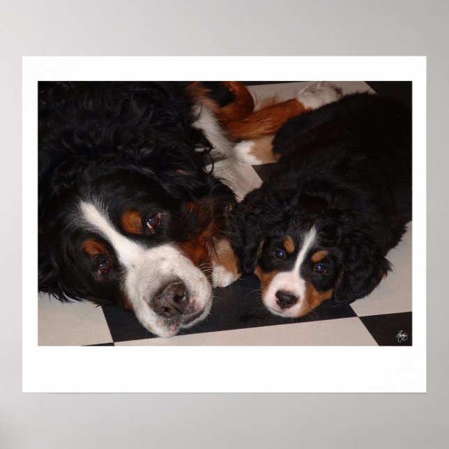 Póster Bernese Mountain Dogs Poster cabeza a cabeza (Frente)