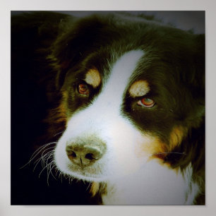 Póster Bernese Mountian Dog