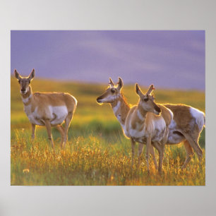 Póster Berrendo antílope en Montana