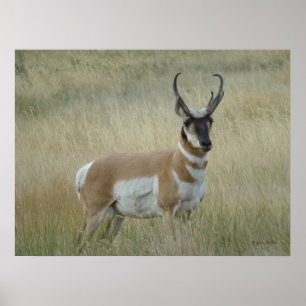 Póster Berrendo antílope macho grande A8