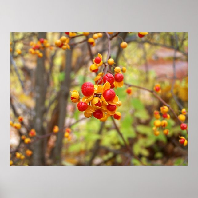 Póster Berries Bitterdulce (Frente)