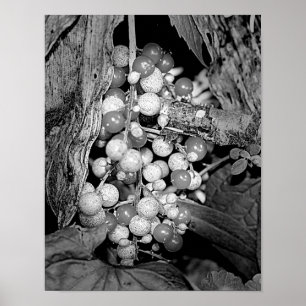 Póster Berries In Black And White Nature
