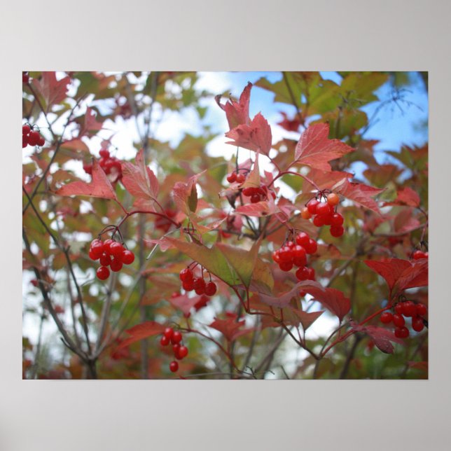 Póster Berries Red Fall Leaf Otoño Jardín Acción de Graci (Frente)