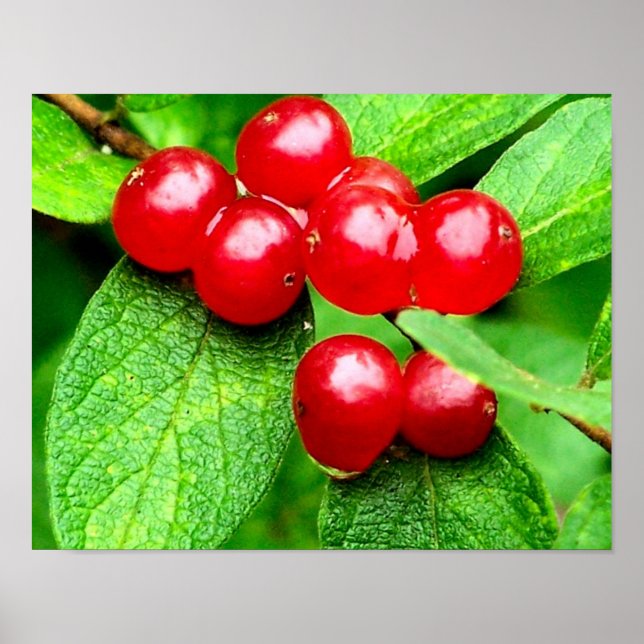 Póster Berries Rojas Con La Naturaleza De Las Lluvias (Frente)