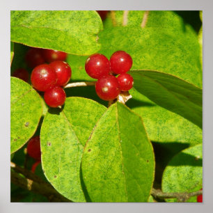 Póster Berries Rojos