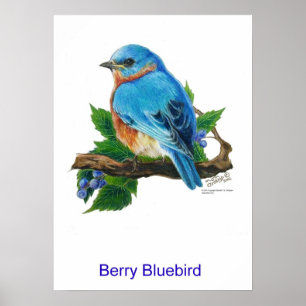 Póster Berry Bluebird