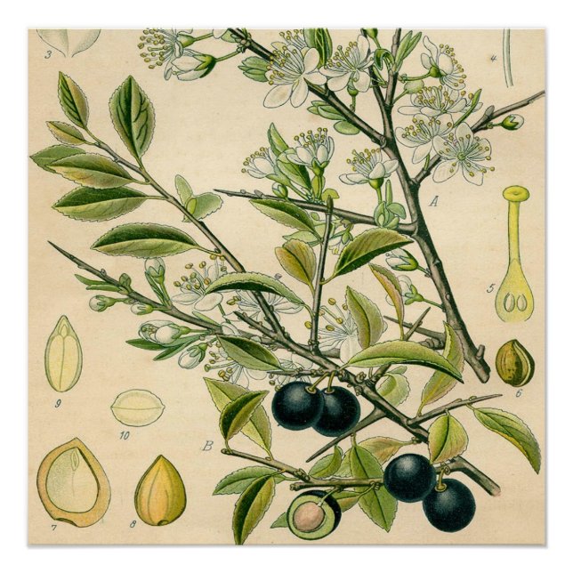 Póster Berry de flores antiguas de espinas negras (Anverso)