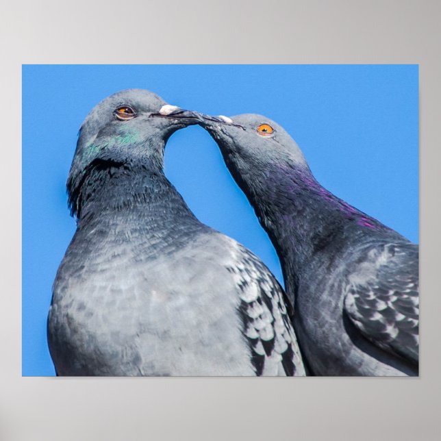 Póster Besada de parejas de pichón (Frente)