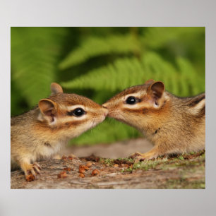 Póster Besando los Chipmunks para bebés
