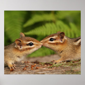 Póster Besando los Chipmunks para bebés