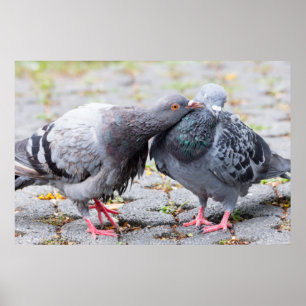 Póster Besando palomas