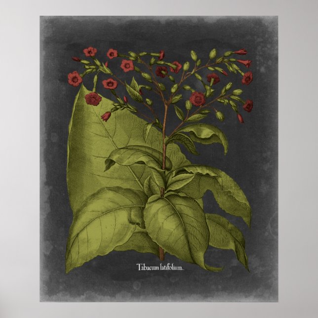 Póster Besler Dramatique I (Frente)