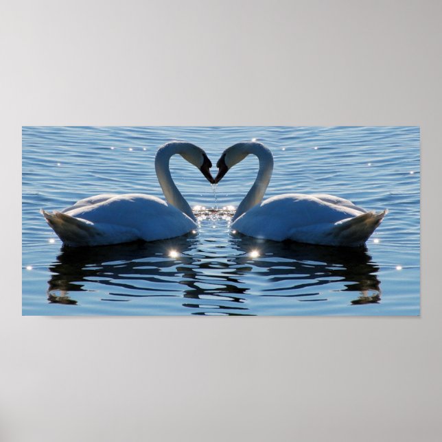 Póster Beso de corazón de cisne nadando, reflexiones de a (Frente)