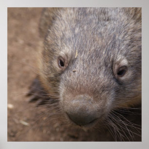Póster Beso de Wombat