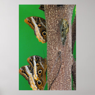 Póster Besos de mariposa