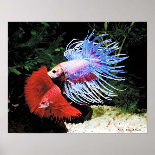 Póster Bettaの ポ ス タ (Frente)