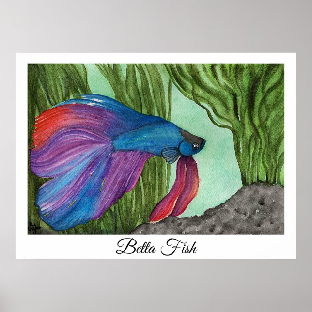 Póster Betta Fish (Frente)