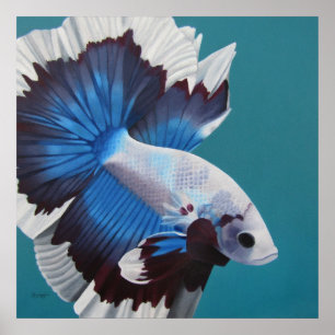 Póster Betta Fish Poster