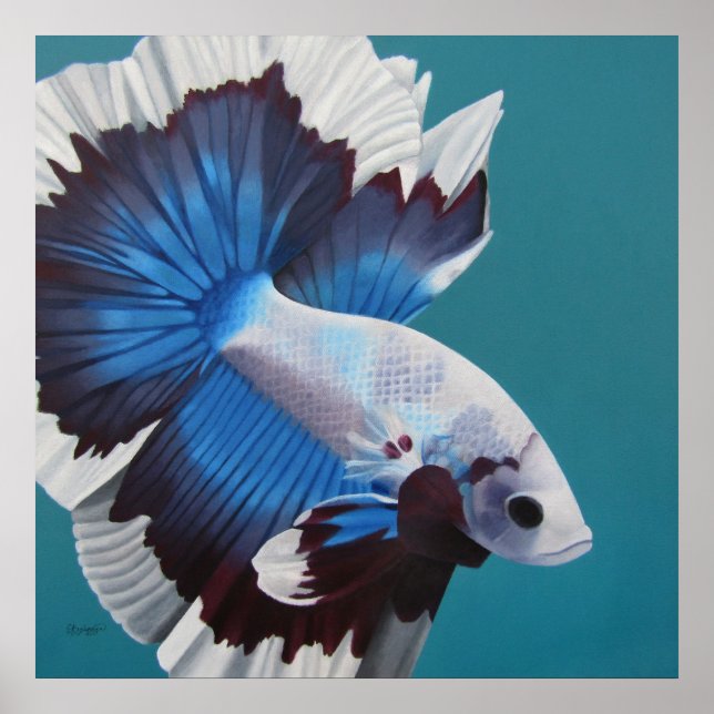 Póster Betta Fish Poster (Frente)