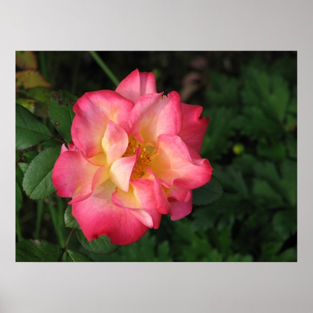 Póster Betty Boop - 24 de mayo de 2009 139 (Frente)