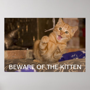 Póster Beware of the Kitten