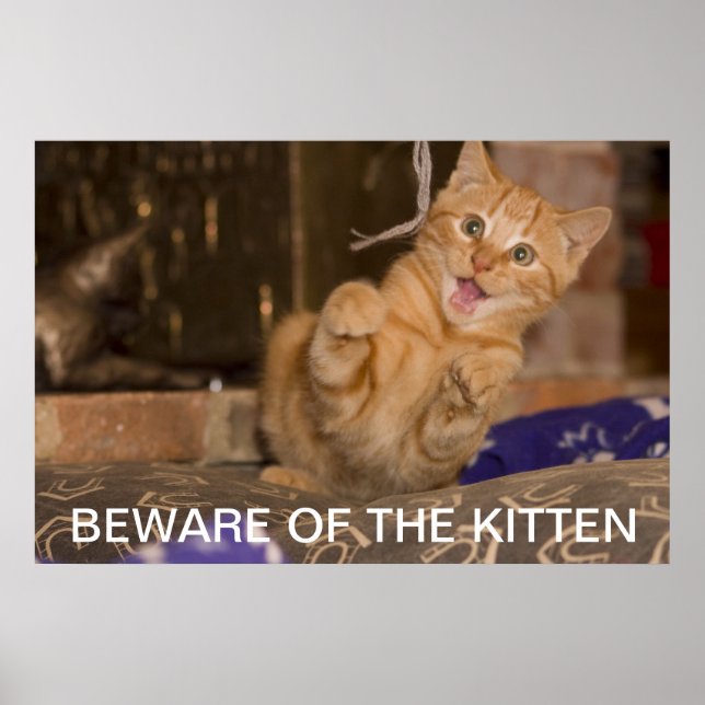 Póster Beware of the Kitten (Frente)