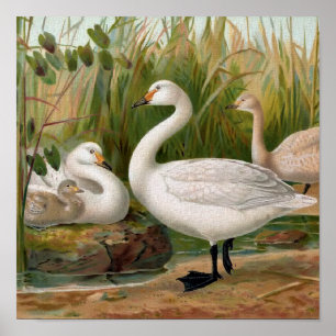 Póster "Bewick Swan"
