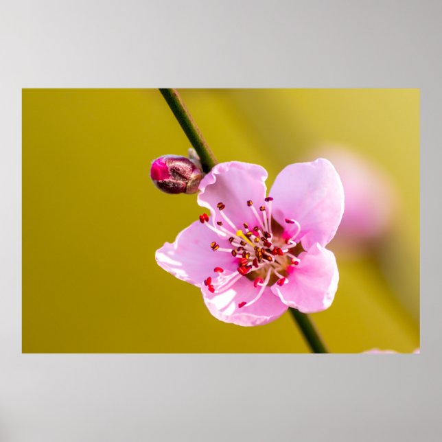 Póster Bezaubernde Blumen für die Wand (Frente)