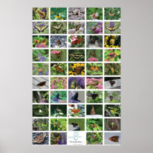 Póster bfly_50_poster