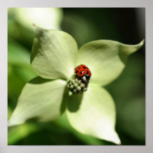 Póster Bicho De Ladybug En La Flor De Dogwood Blanca Se A