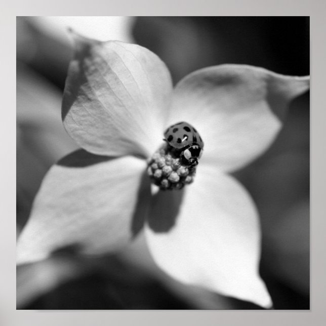 Póster Bicho De Ladybug En La Flor De Dogwood Negro Y Bla (Frente)