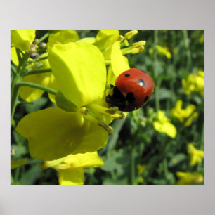 Póster Bicho de ojos en una flor amarilla