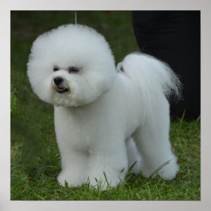 Póster Bichon Adorable