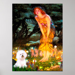 Póster Bichon Frise 1 - Medianoche