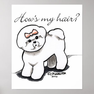 Póster Bichon Frise Aprecia Mi Cabello