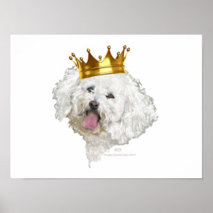Póster Bichon Frise King