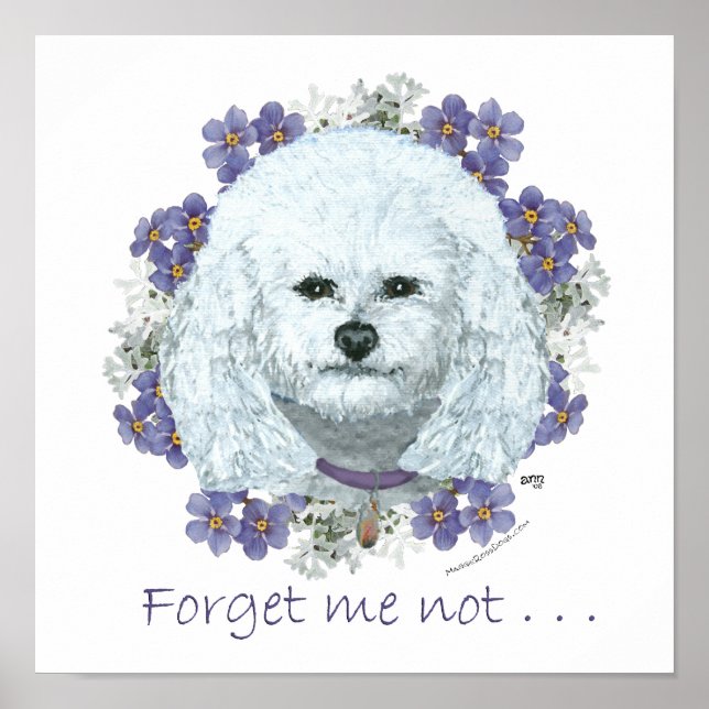 Póster Bichon Frise - No Me Olvides (Frente)