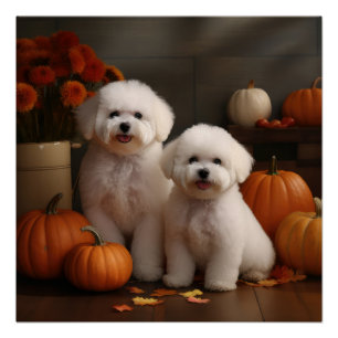Póster Bichon Frise Puppy Calabaza deslumbrante de otoño