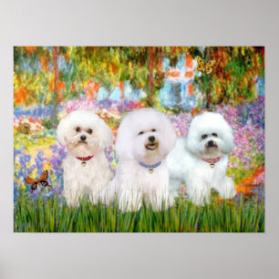 Póster Bichon Frise Trio - Jardín (VG)