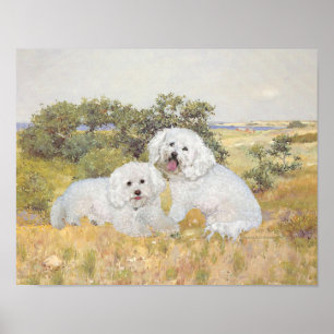 Póster Bichon Frise Vista del Prado