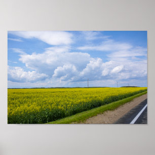 Póster Bielorrusia Campos de Canola Flores Cielo