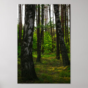 Póster Bielorrusia: Naturaleza de los árboles de aves for