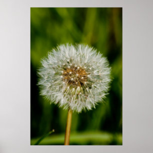 Póster Bien Golpeado