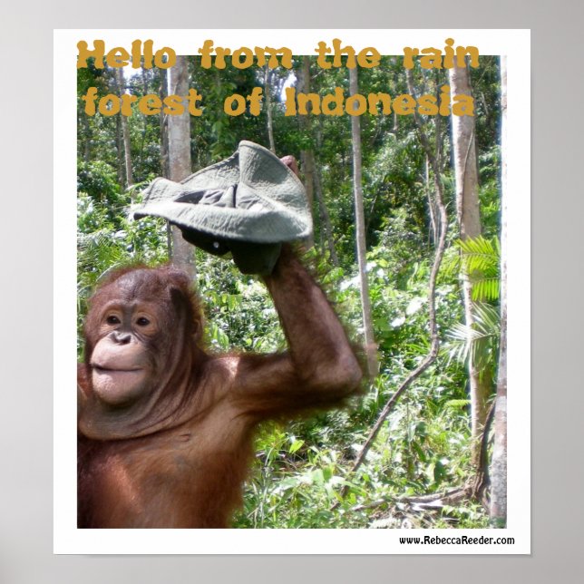 Póster Bienvenida a la selva tropical de Orangutan (Frente)