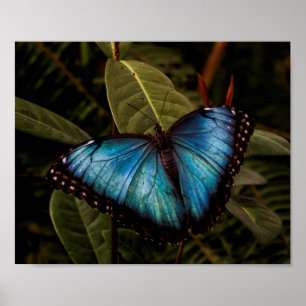 Póster Big, beautiful, blue butterfly