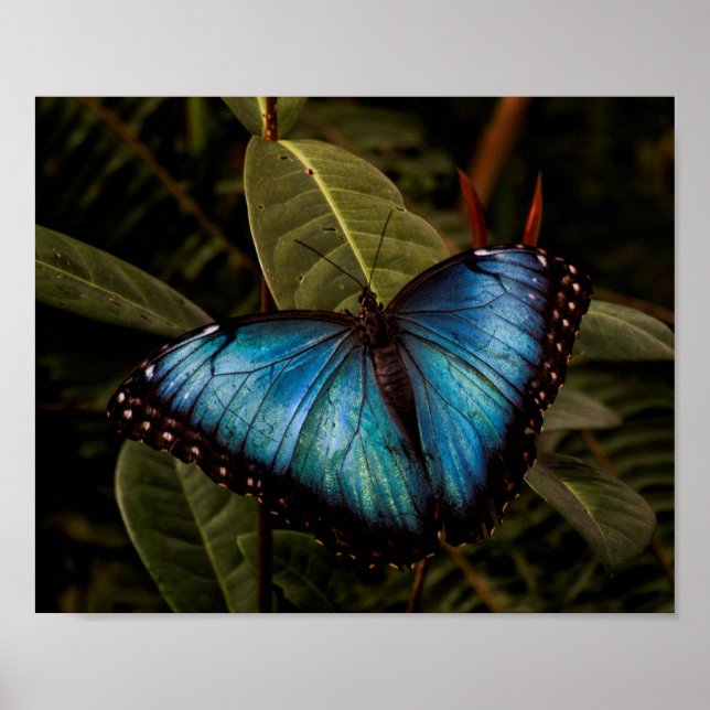 Póster Big, beautiful, blue butterfly (Frente)