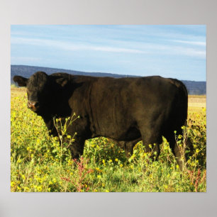 Póster Big Black Bull en girasoles - Toro - Tauro