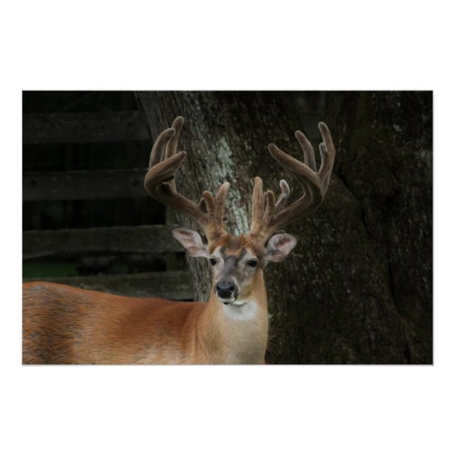 Póster Big Buck Deer (Anverso)