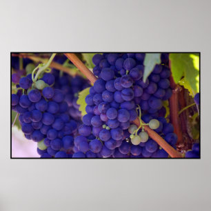Póster Big Bunch of Juicy Purple Grapes