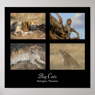 Póster Big Cats - Serengeti, Tanzania Poster